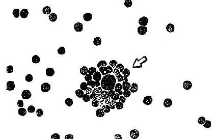 绵羊红细胞受体