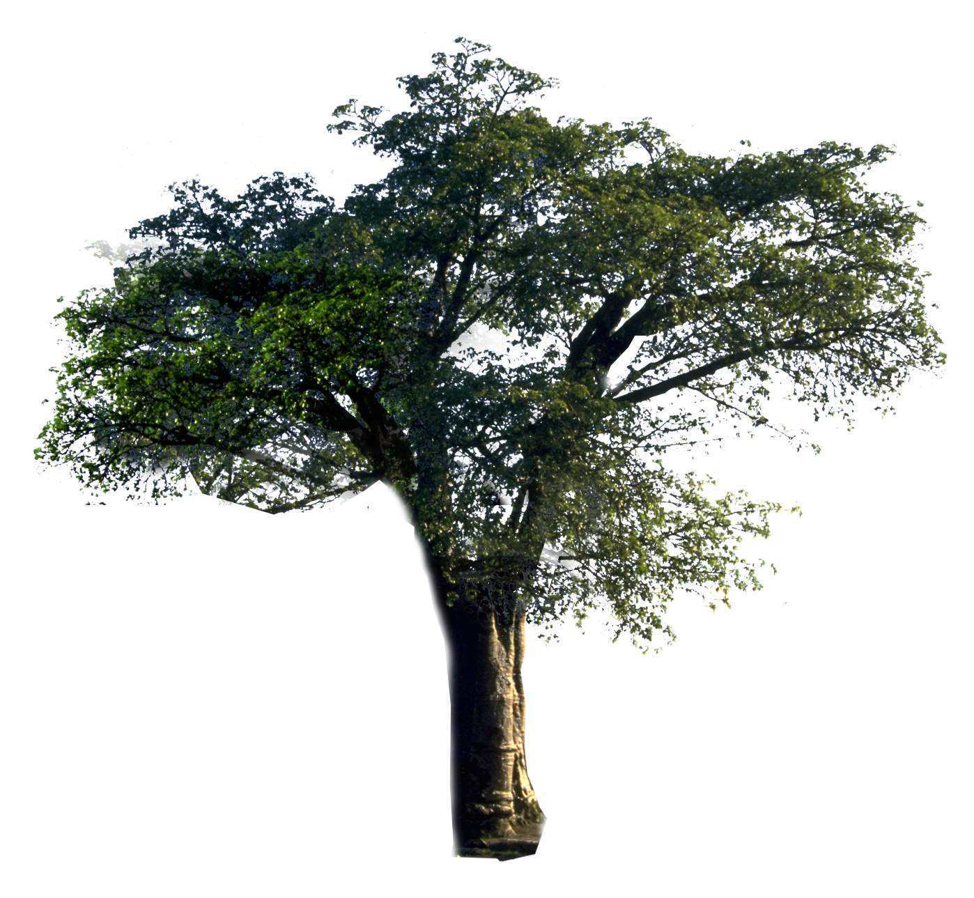 树木树梢高清图片下载-正版图片500595465-摄图网