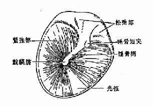 鼓膜凹陷知识中医按摩治疗鼓膜凹陷