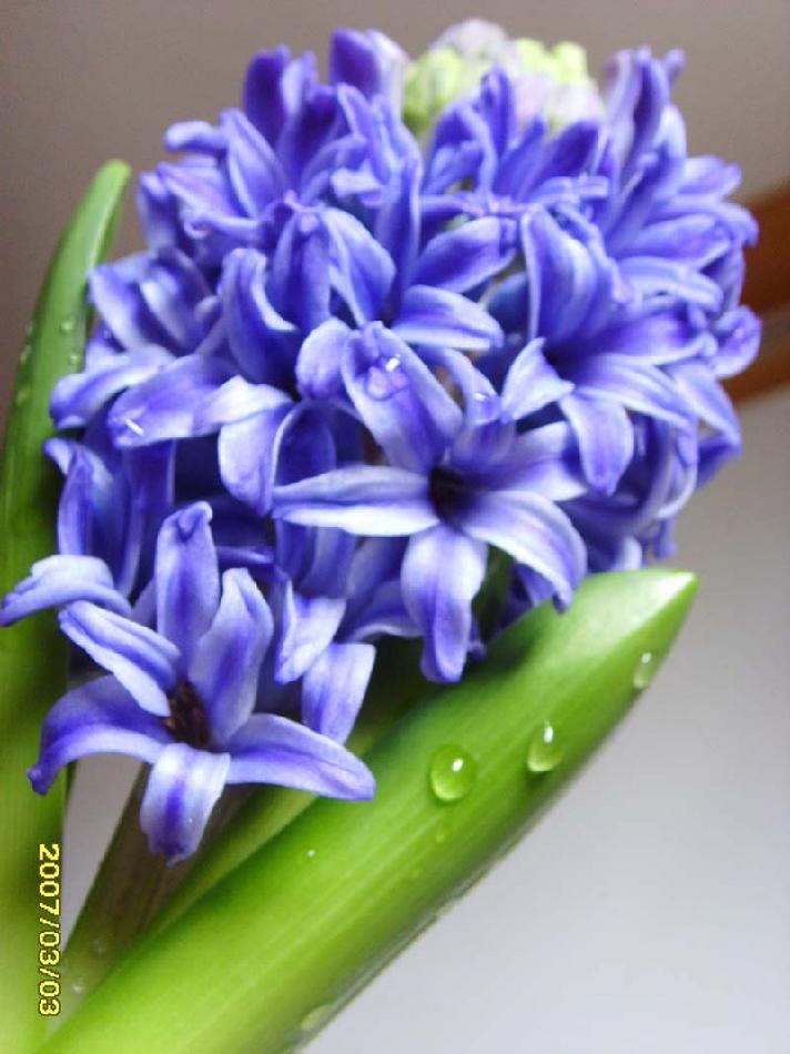 秋植球根花卉 360百科