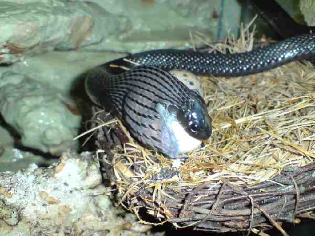 Snake Eggs Hatching Snakes · Free photo on Pixabay