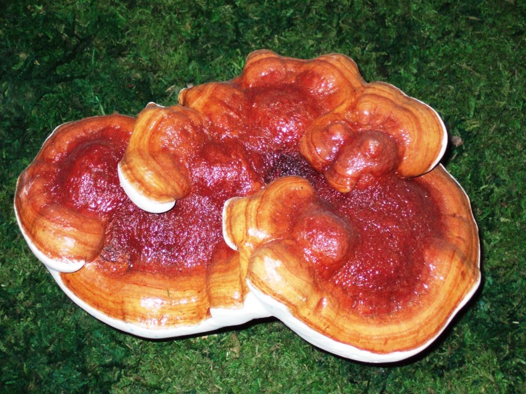 黄褐灵芝(菌种)