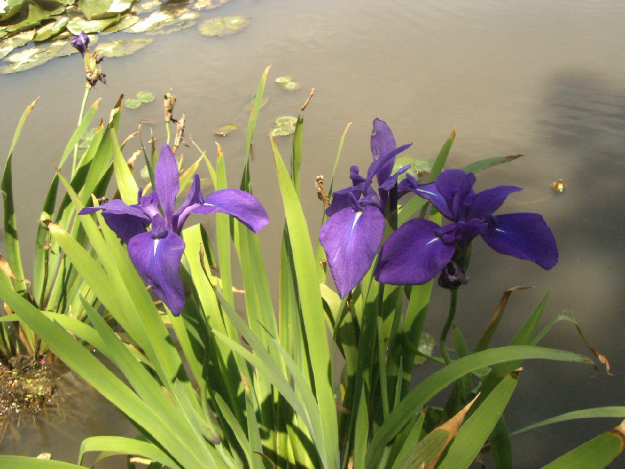 鸢尾草图册_360百科