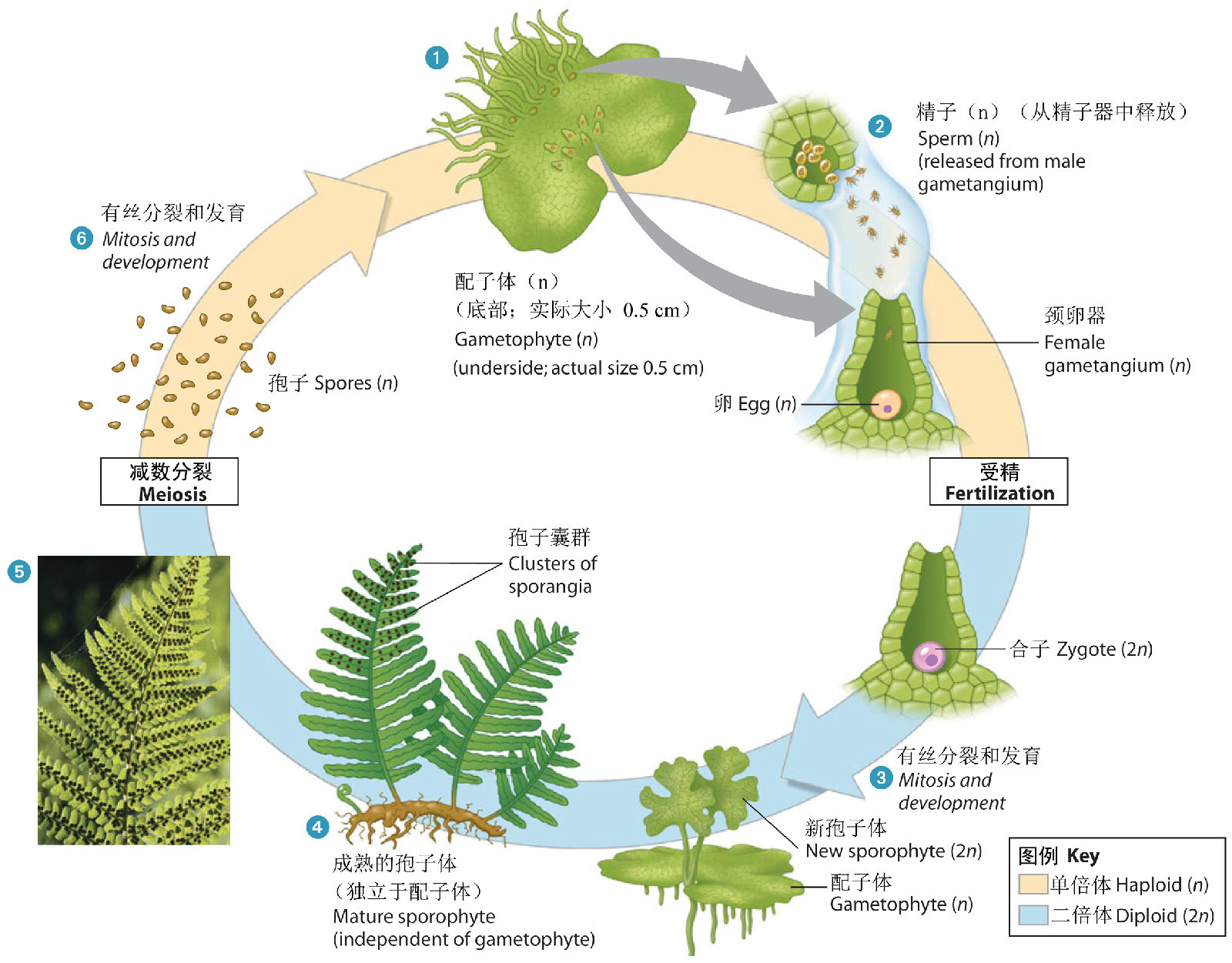 稀子蕨-中国云南野生蕨类植物彩色图鉴-图片