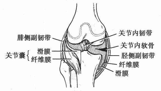 滑膜关节的前面观