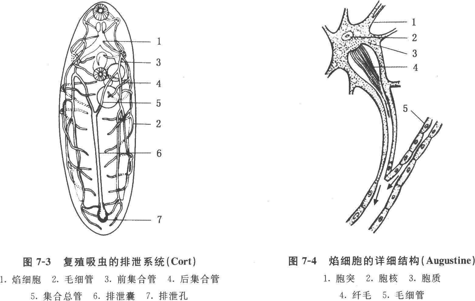 焰细胞(动物 名词)