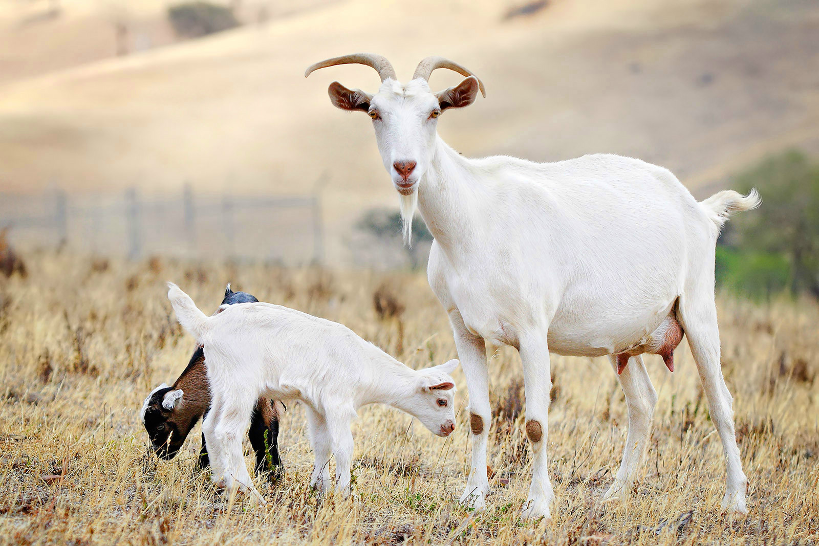 新疆青山羊价格 青山羊怀孕母羊 成年青山羊种公羊出售 包运输-阿里巴巴