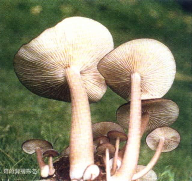长根菇菌种