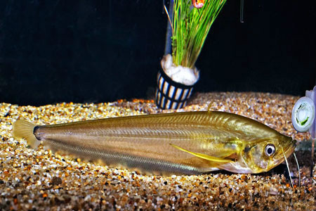 怖矛齿鲇 | belodontichthys dinema(动物 | 辐鳍鱼类)