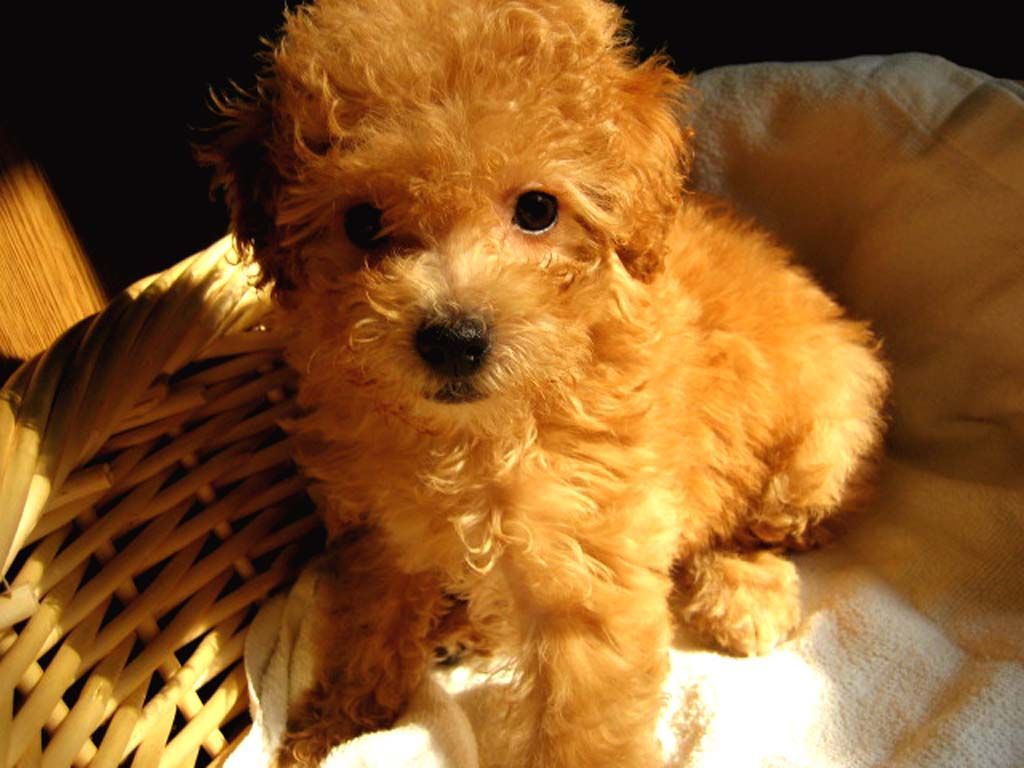 纯种泰迪犬幼犬狗狗出售 宠物泰迪犬可支付宝交易 泰迪/贵宾 /编号10088702 - 宝贝它