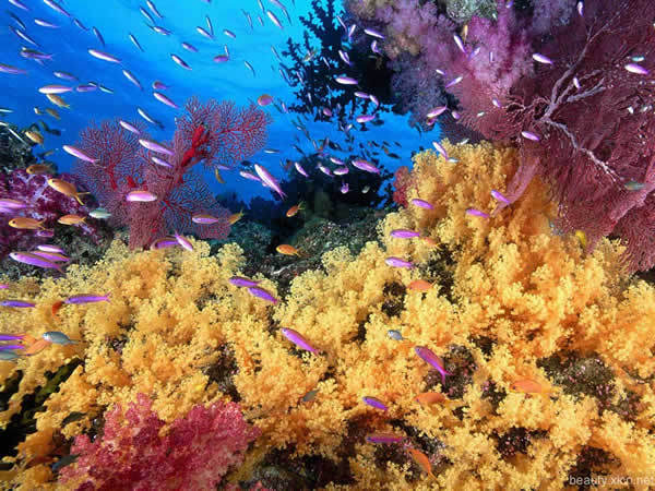 批准建立,1992年晋升为国家级,主要保护对象为海底古森林和牡蛎礁遗迹