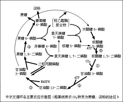 卡尔文循环图