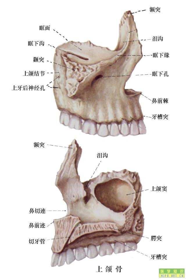 颚骨和颌骨图片