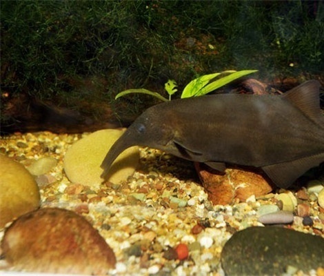 黑銼口象鼻魚 | stomatorhinus ater(動物 | 輻鰭魚類)