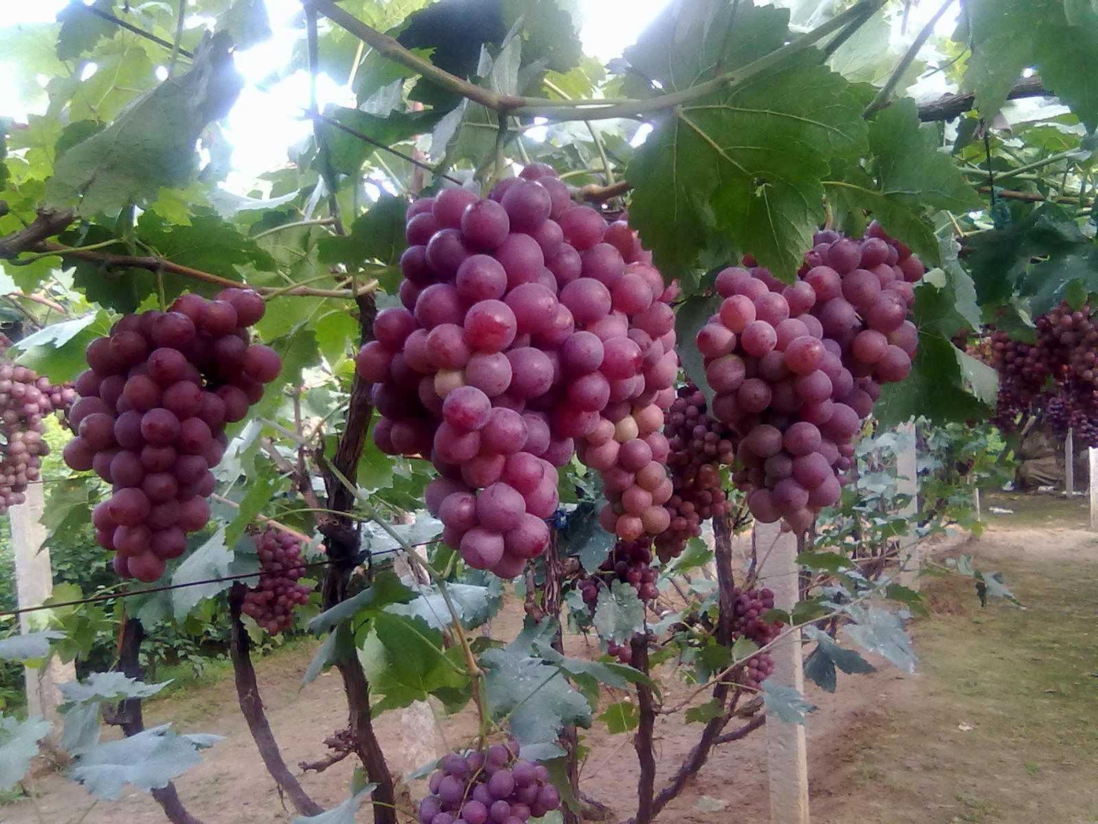 2020年种植效益高的早中晚熟葡萄新品种介绍_山东青岛__葡萄-食品商务网