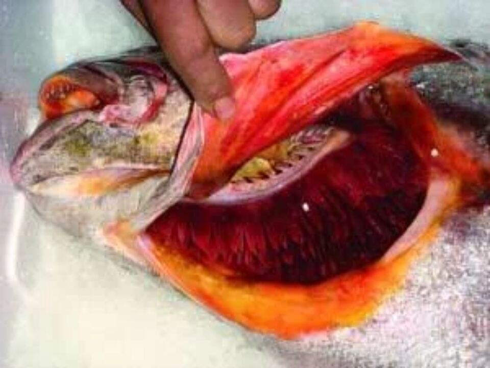 在硬骨鱼类叫鳃腔.