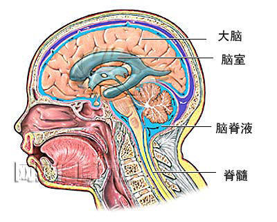 朊病毒大脑解剖图片图片