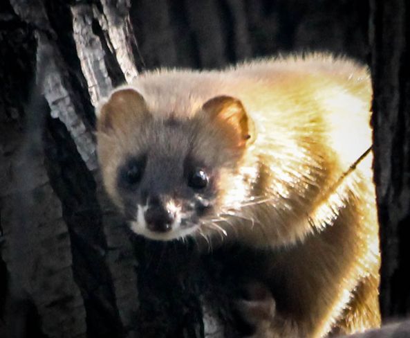 黄鼬西伯利亚亚种图册_360百科