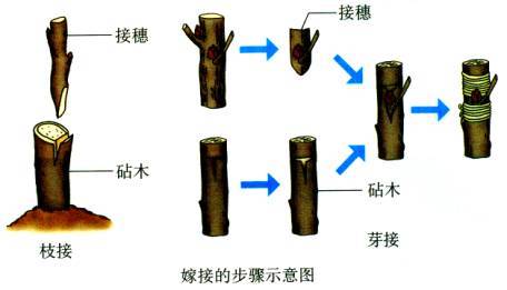 枝接图册_360百科
