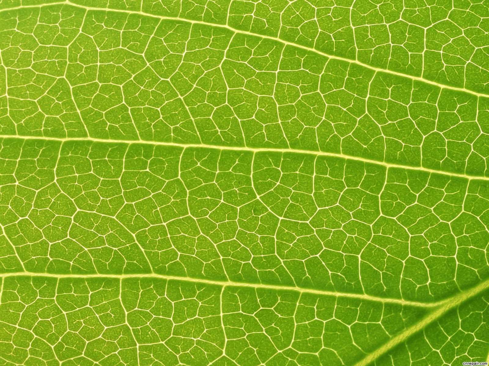 叶迹_360百科