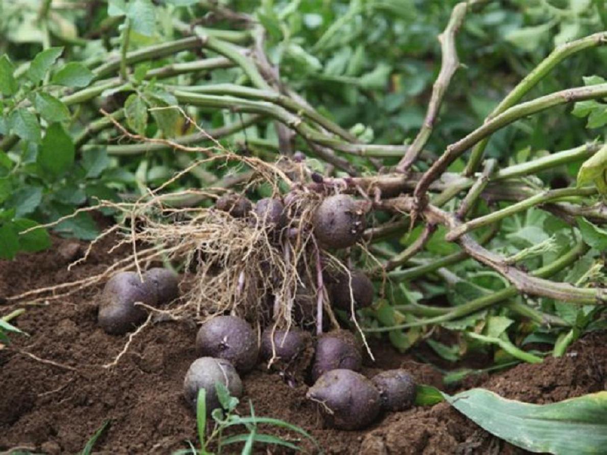 12月份了，赶紧种植土豆了，分享土豆的3种正确栽法，3个注意事项 | 说明书网
