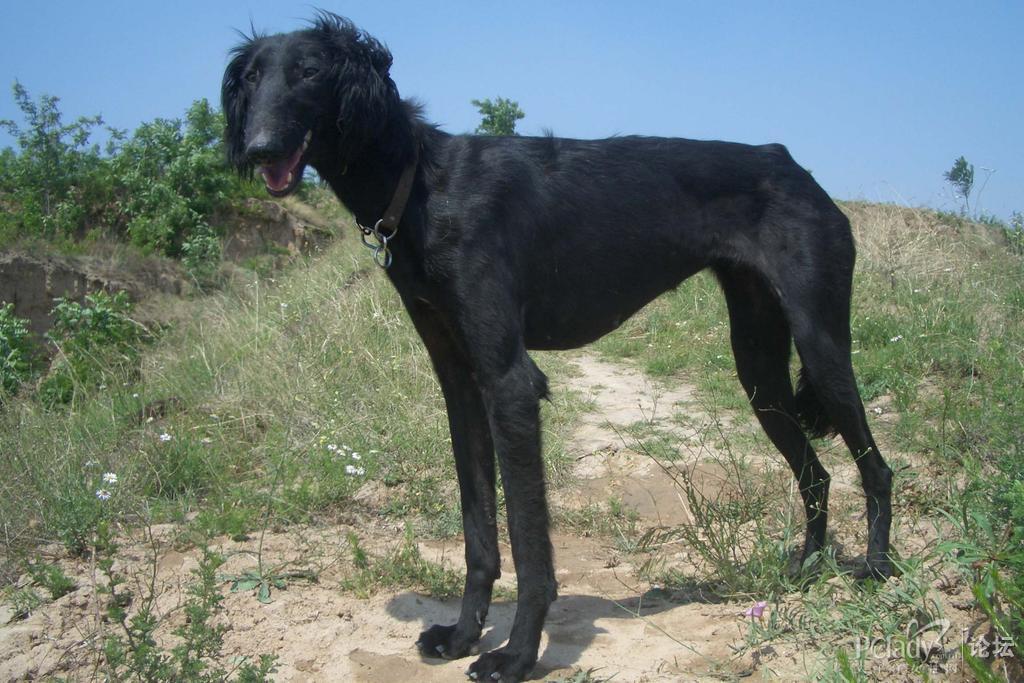 陕西细犬_360百科