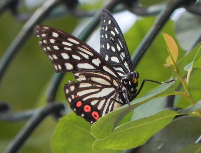 黑脉蛱蝶图册_360百科