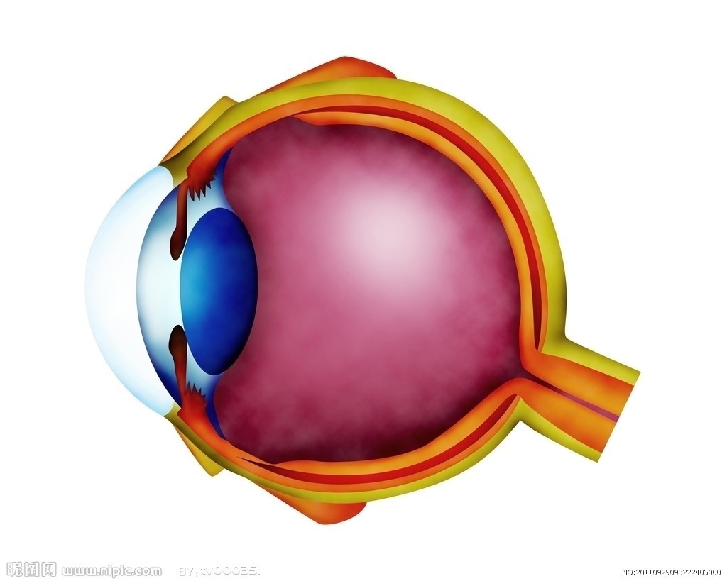 写实眼球 眼睛 医学眼睛 眼球整体 高清贴图Eyeball眼球剖面 眼解剖 眼球 医疗解剖眼睛-cg模型免费下载-CG99