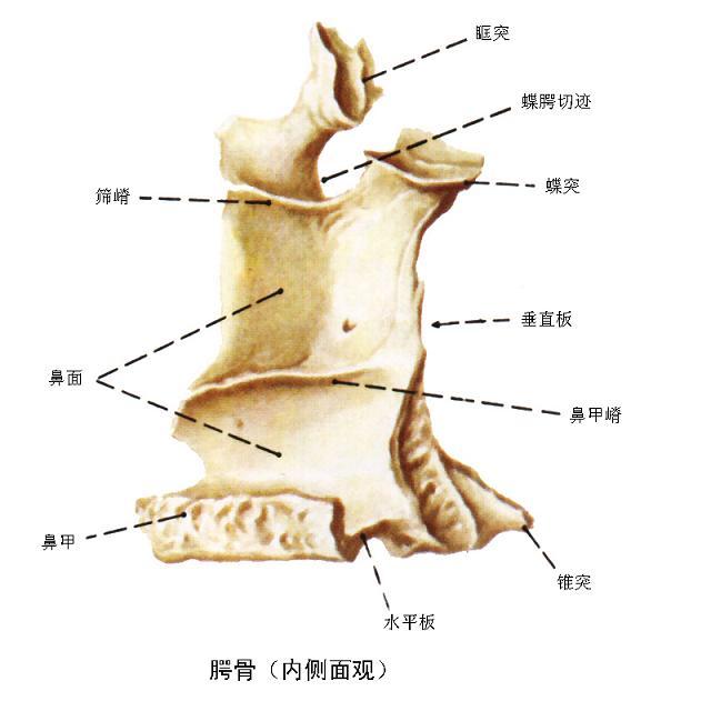 颚骨图册_360百科