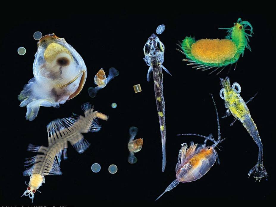 全浮游生物(植物 | 地理)