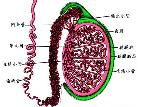 输精管图册_360百科