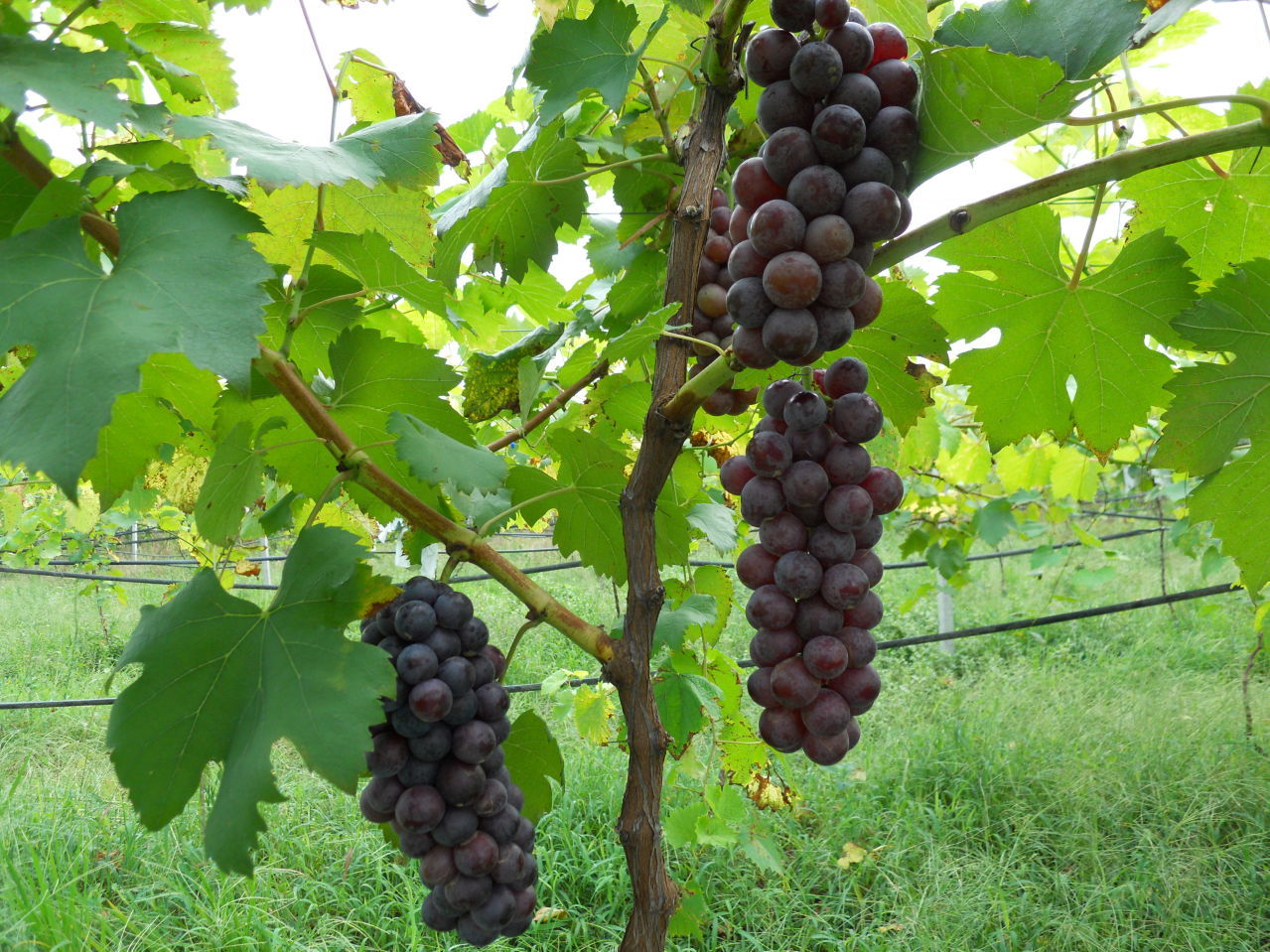葡萄。葡萄的背景。黑葡萄。蓝色的葡萄。酿酒葡萄。照片摄影图片_ID:307370740-Veer图库