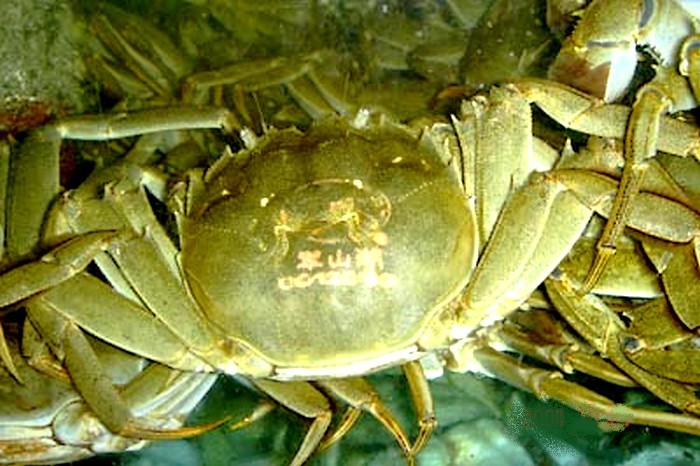 相关百科>军山湖大闸蟹,江西省进贤县特产,因原产于该县军山湖而得名