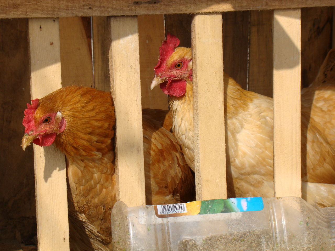 牧医所黄羽肉鸡新品种培育达到国际先进水平