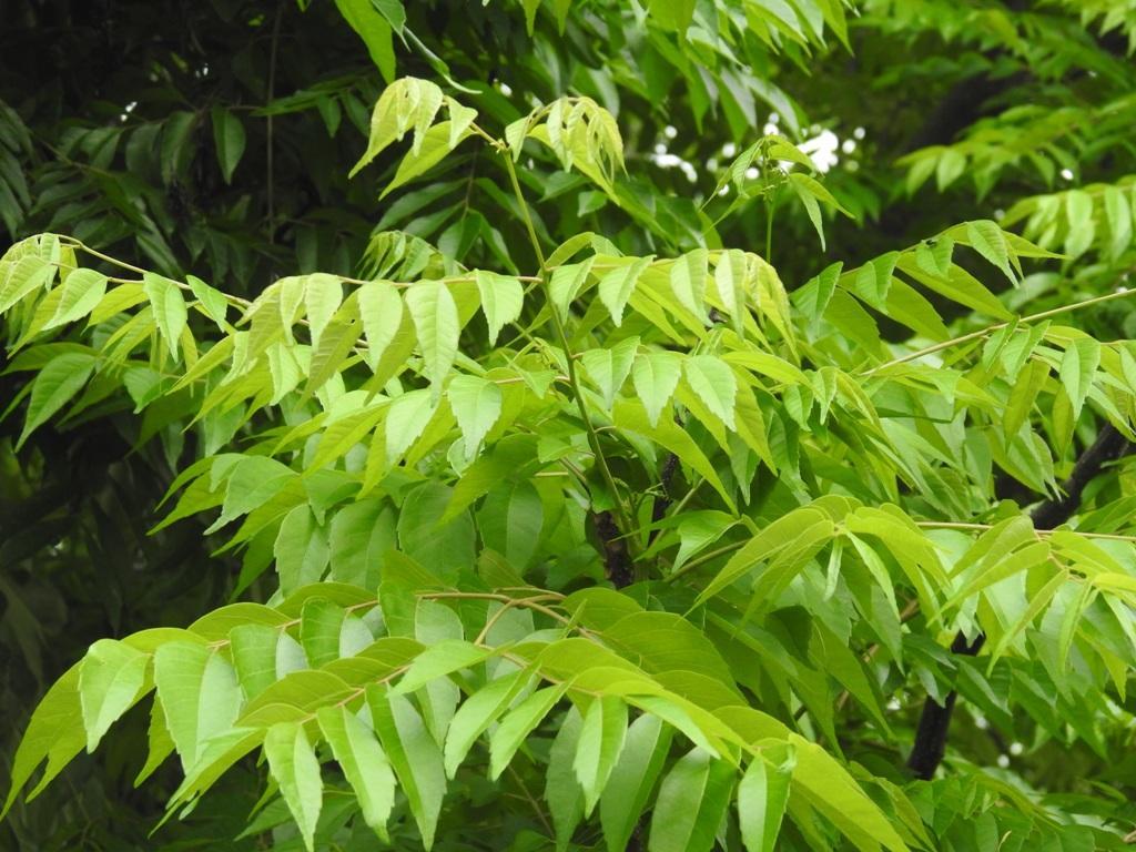 苦楝叶_360百科
