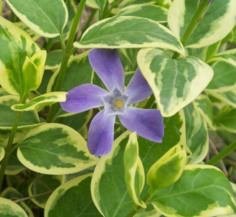 蔓长春花图册 360百科