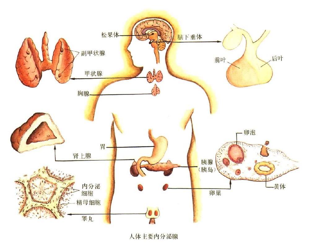 内分泌系统(the endocrine system)由内分泌腺,内分泌组织和分布于
