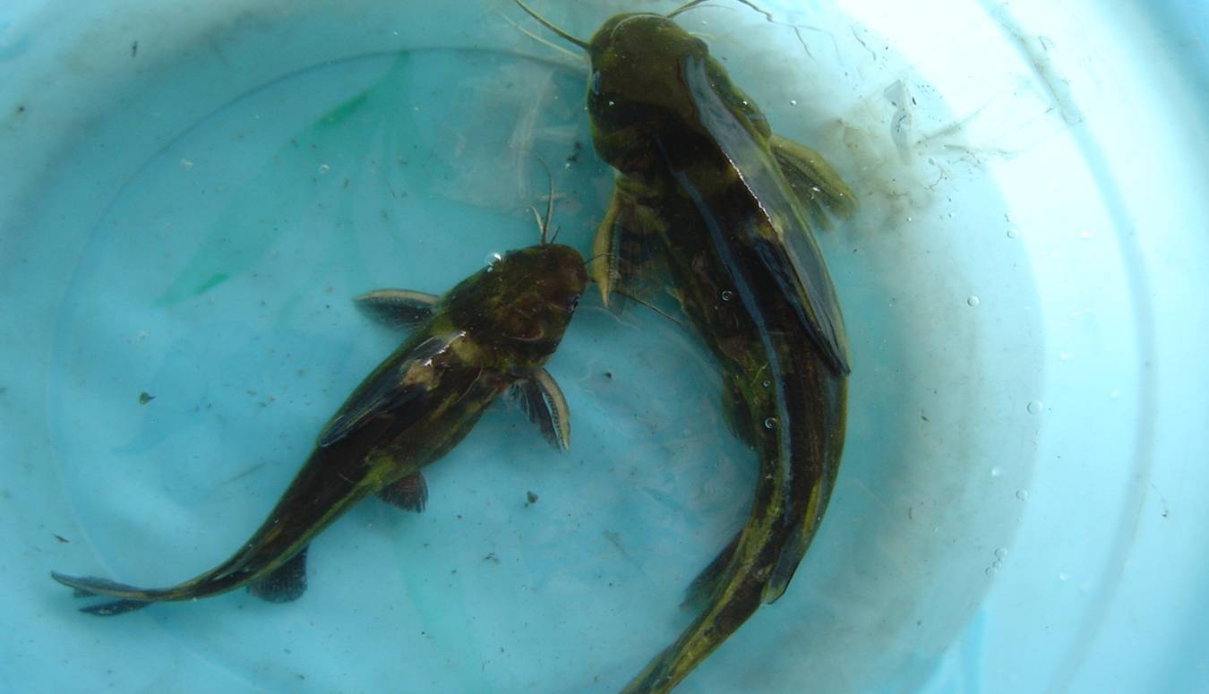 黄颡鱼 Pseudobagras fulridrace - 物种库 - 国家动物标本资源库