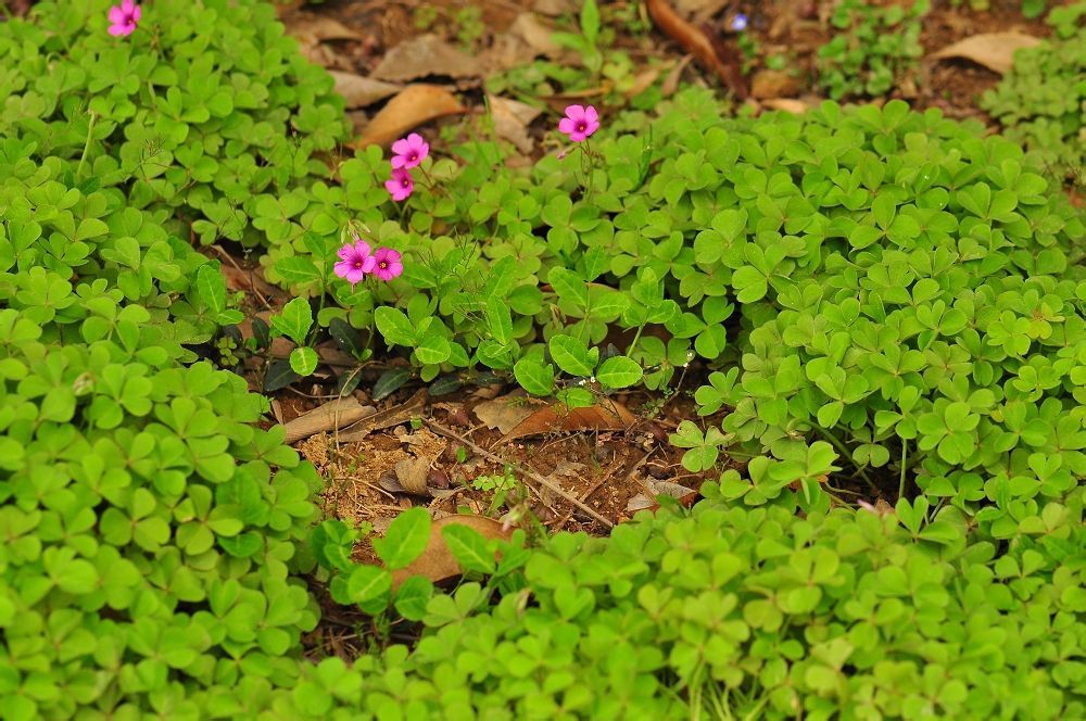 红花酢浆草 植物 360百科