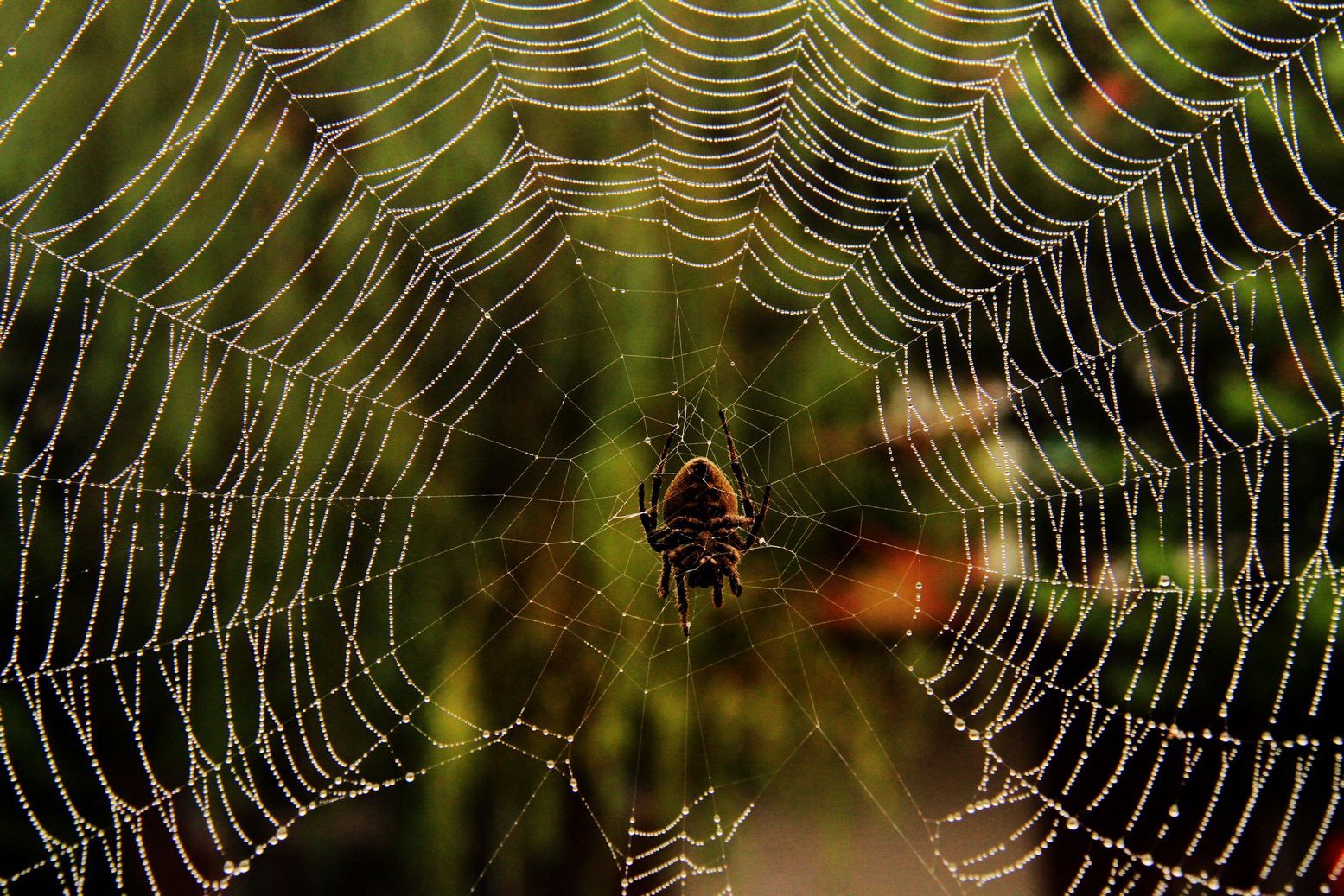 高清晰森林中带水珠的蜘蛛网壁纸