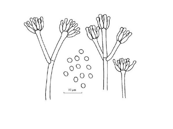 青霉菌手绘图图片