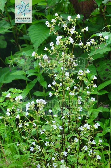 无机蔬菜不打药可以吗