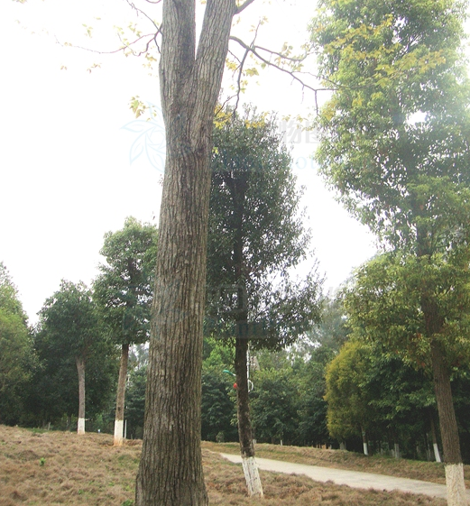 枳椇图册_360百科
