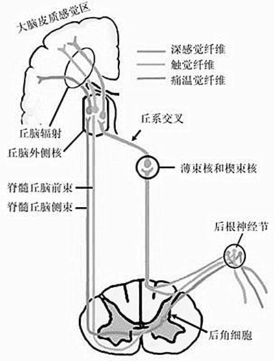 分离性感觉障碍(显微外科学 名词)