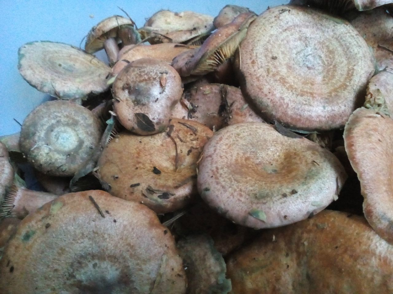 山东特产野生松蘑菇新鲜小香菇干货松菇炖鸡蘑菇莪子菇松莪子剪根-特色谷特产网