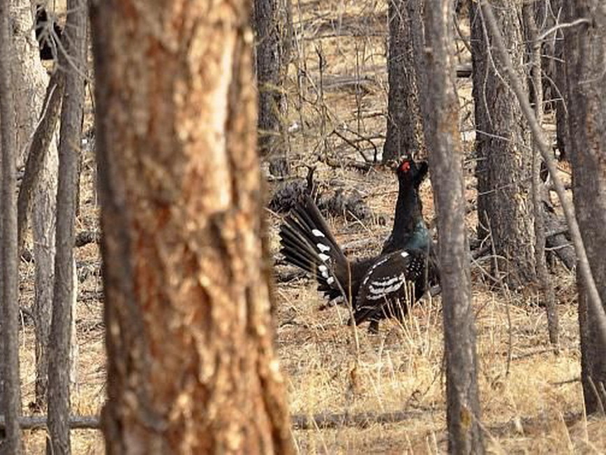 黑龙江中央站黑嘴松鸡国家级自然保护区_360百科