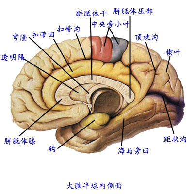 神经中枢图册_360百科