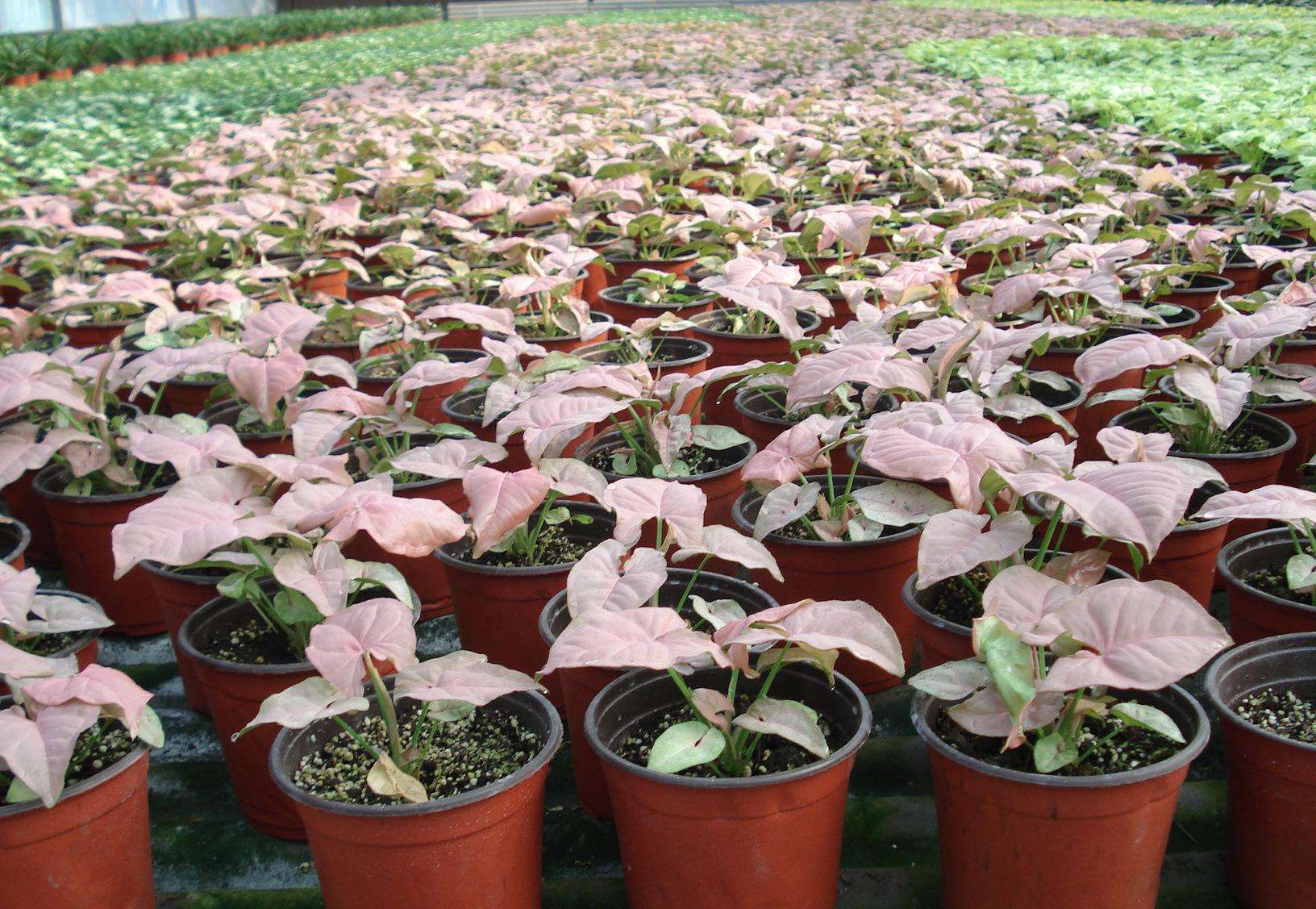 蔓性植物 360百科