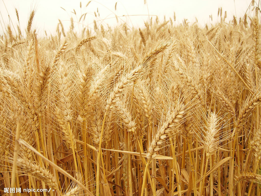 意境小麦摄影图片-意境小麦摄影作品-千库网