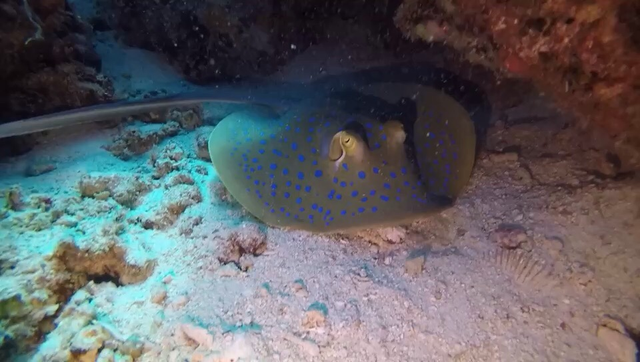 电鳐科(torpedinidae),单鳍电鳐科(narkidae),无鳍电鳐科(temeridae)